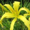 Hemerocallis Kindly Light